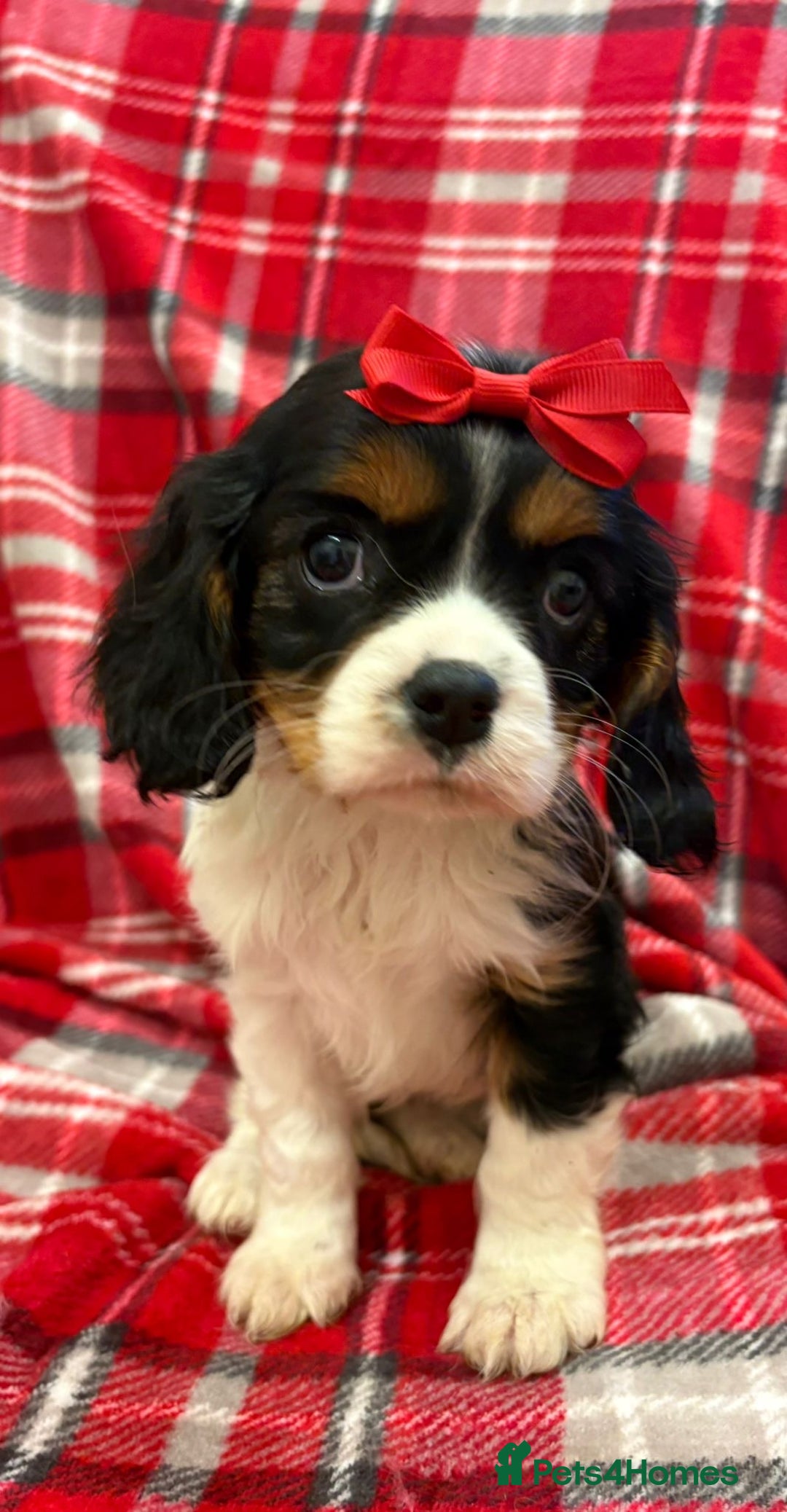 Cavalier King Charles Spaniel dogs for sale: Beautiful Cavalier King Charles babies ❤️ - Advert 29