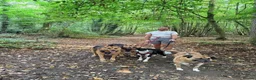 Mixed Breed dogs for adoption: Jazz available for adoption - Advert 3