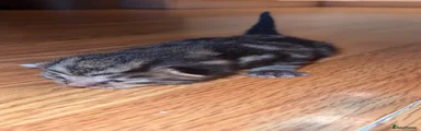 British Longhair 1