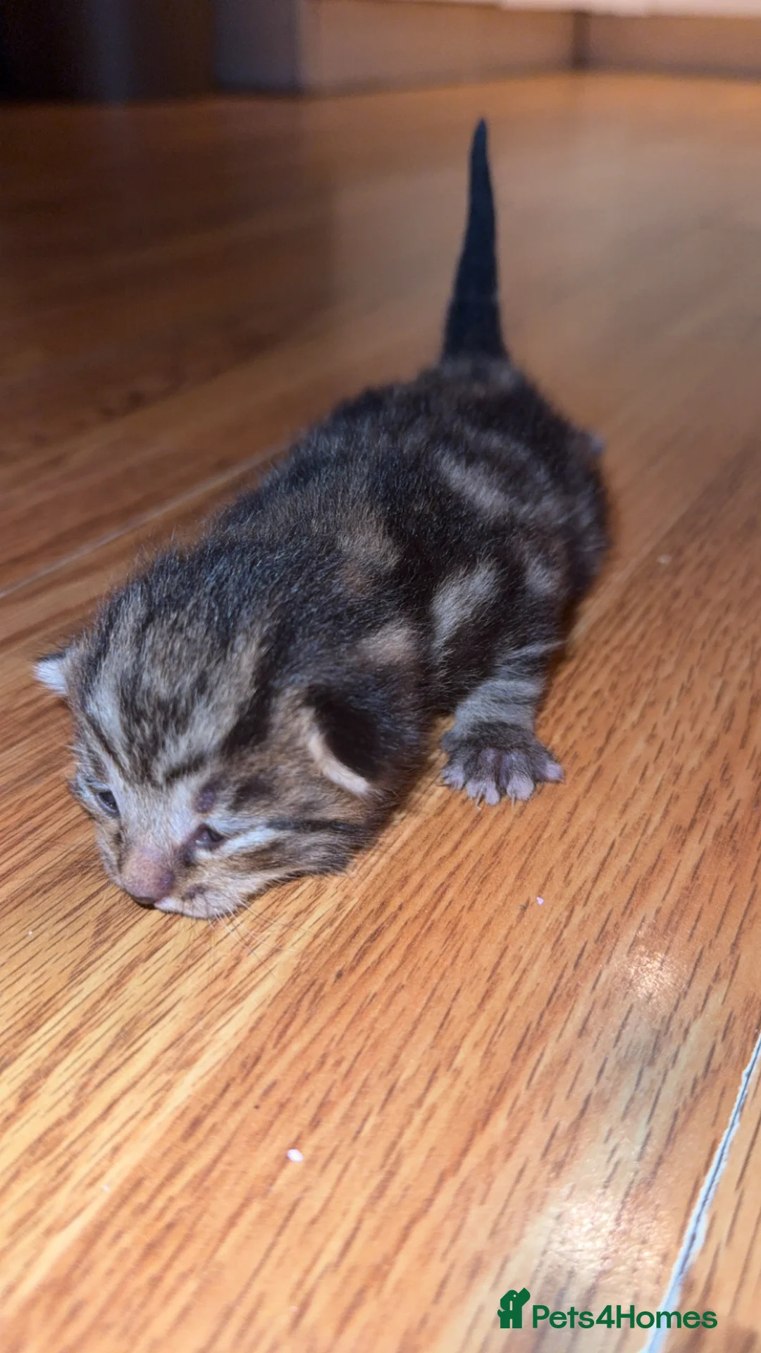 British Longhair cats for sale: 3 kittens 2 boys 1 girl  - Advert 4