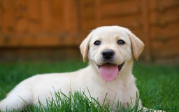 Labrador Retriever dogs for sale: Exceptional Health Tested KC Labrador Puppies - Image 9