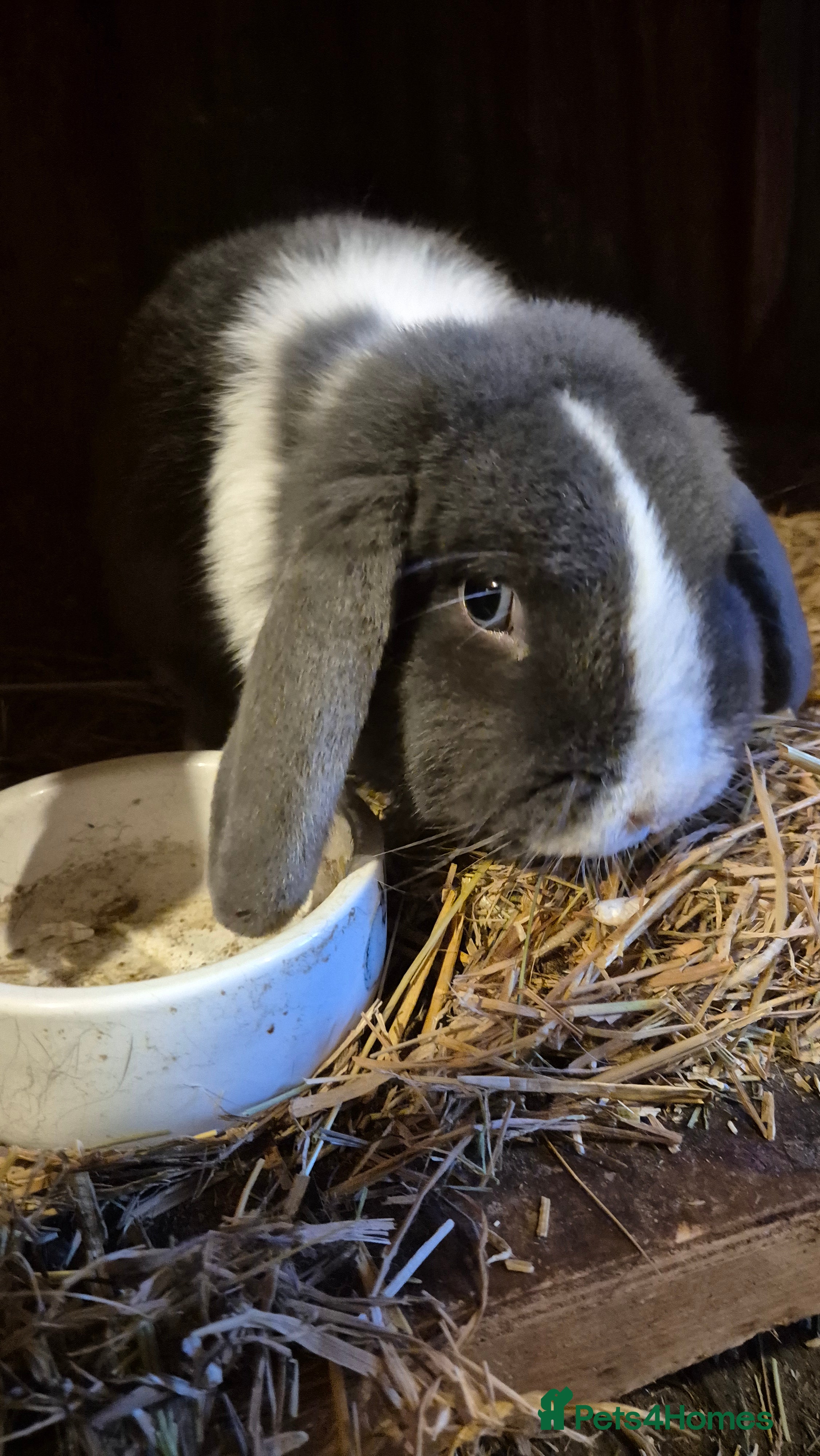 Mini Lop rabbits Mini lop baby boys ready now.  - Advert 12