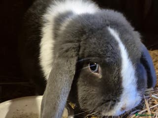 Mini Lop rabbits Mini lop adult buck, looking for pet home - Advert 11
