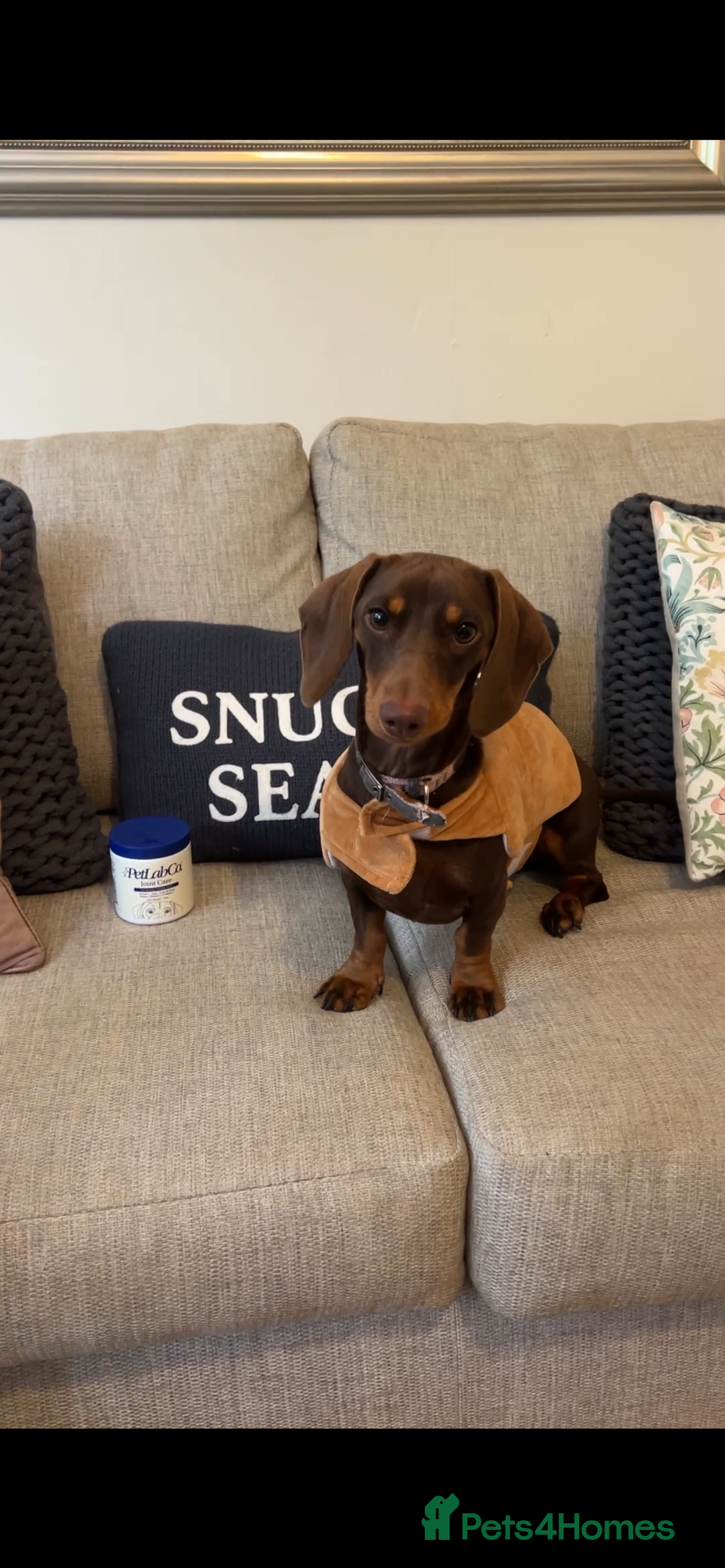 Miniature Dachshund dogs for sale: 14 month old miniature dachshund bitch  - Advert 2