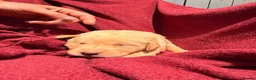 Labrador Retriever dogs for sale: Fox Red / yellow working Labradors  - Advert 4