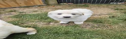 German Shepherd dogs for sale: German Shepherd Puppies - Advert 5