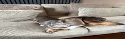Miniature Dachshund dogs for stud: Grey Dapple Stub available  in Burton-on-Trent - Advert 4