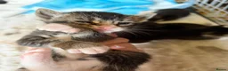 Mixed Breed cats for sale: Female kitten for sale  - Advert 4