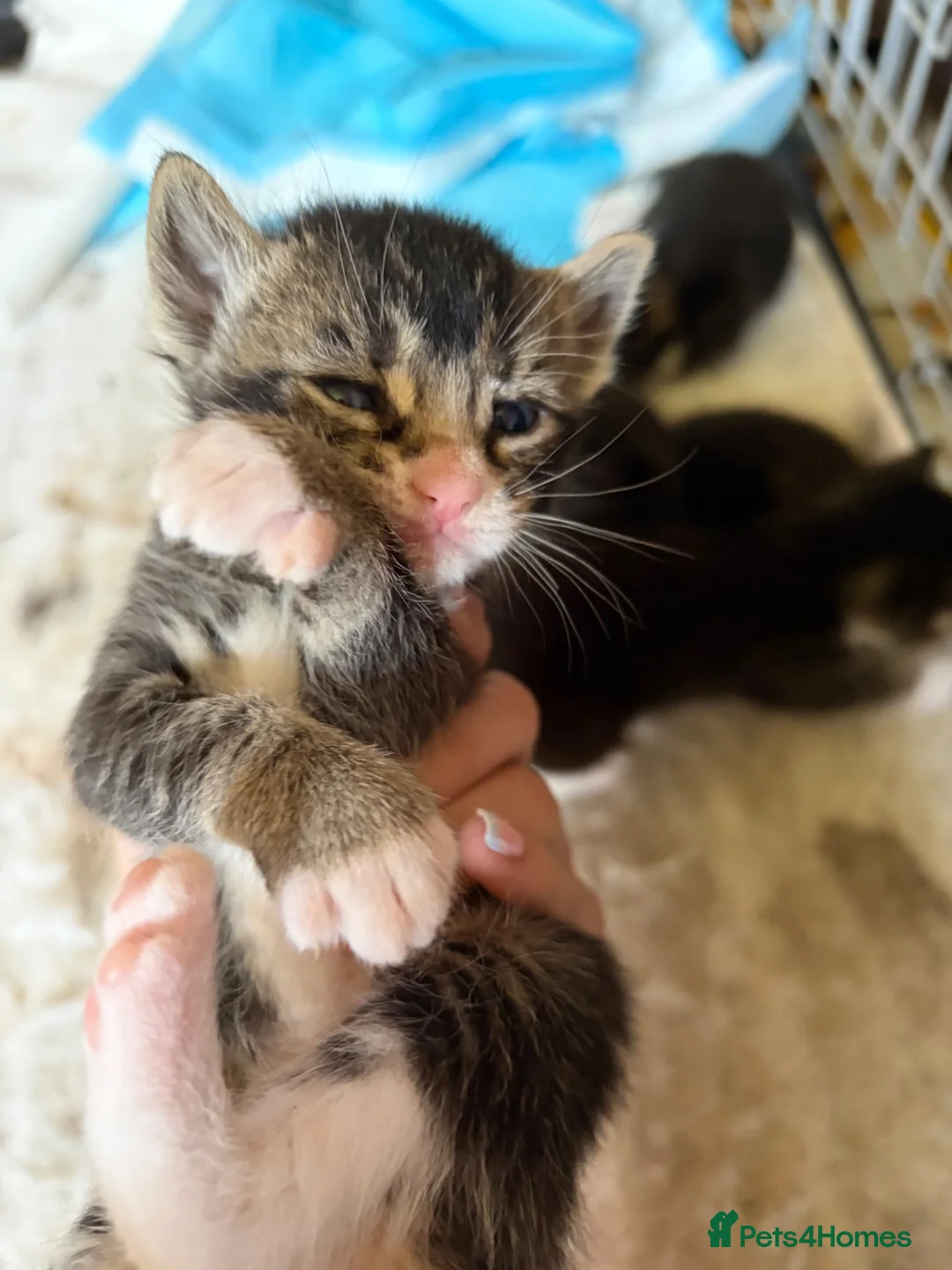 Mixed Breed cats for sale: Female kitten for sale  - Advert 4