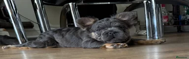 French Bulldog Puppy 2