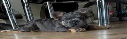 French Bulldog dogs for sale: Fluffy French Bulldog Puppies  - Advert 5
