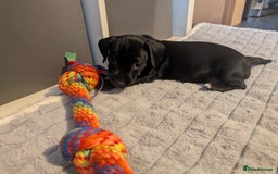 Mixed Breed dogs for sale: Doxie-Dales ready now - Image 25