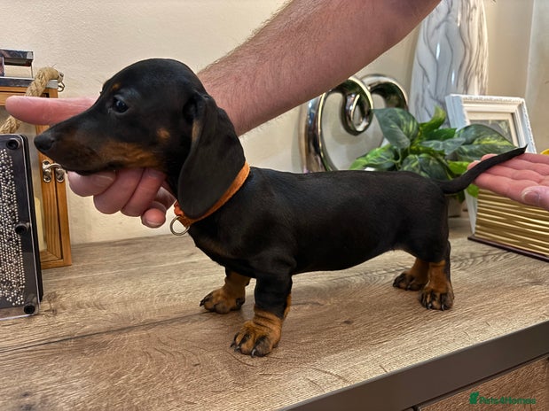 Miniature Dachshund dogs - Advert 16