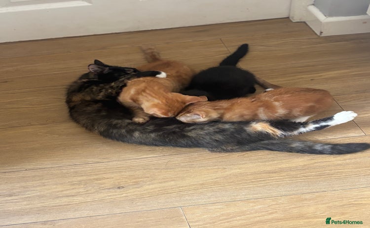 Mixed Breed cats - Advert 2