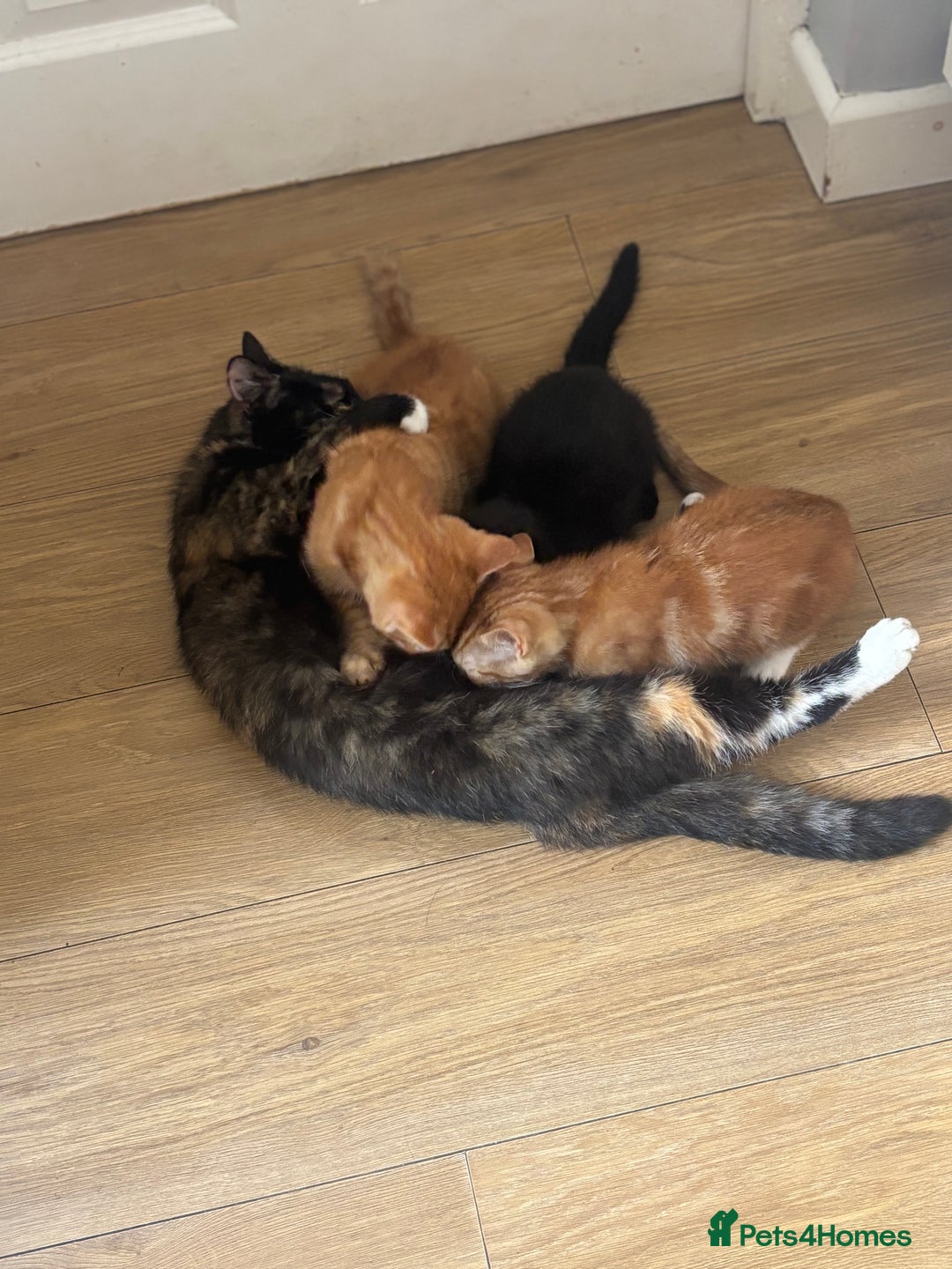 Mixed Breed cats for sale: X3 very playful kittens for forever homes  - Image 1