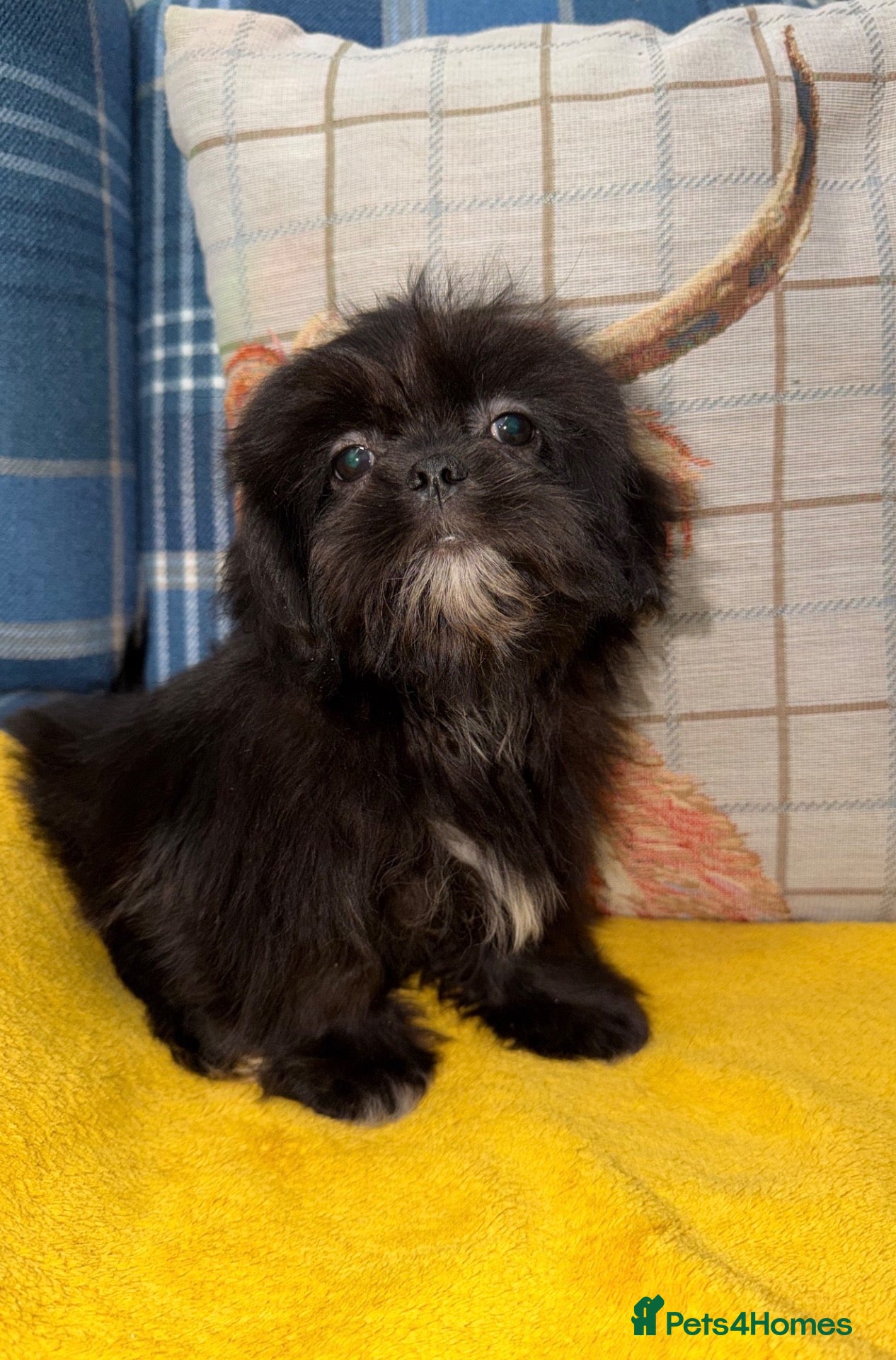 Shih Tzu dogs 💖💙Stunning Black Shih Tzu Puppies💙💖 - Advert 1