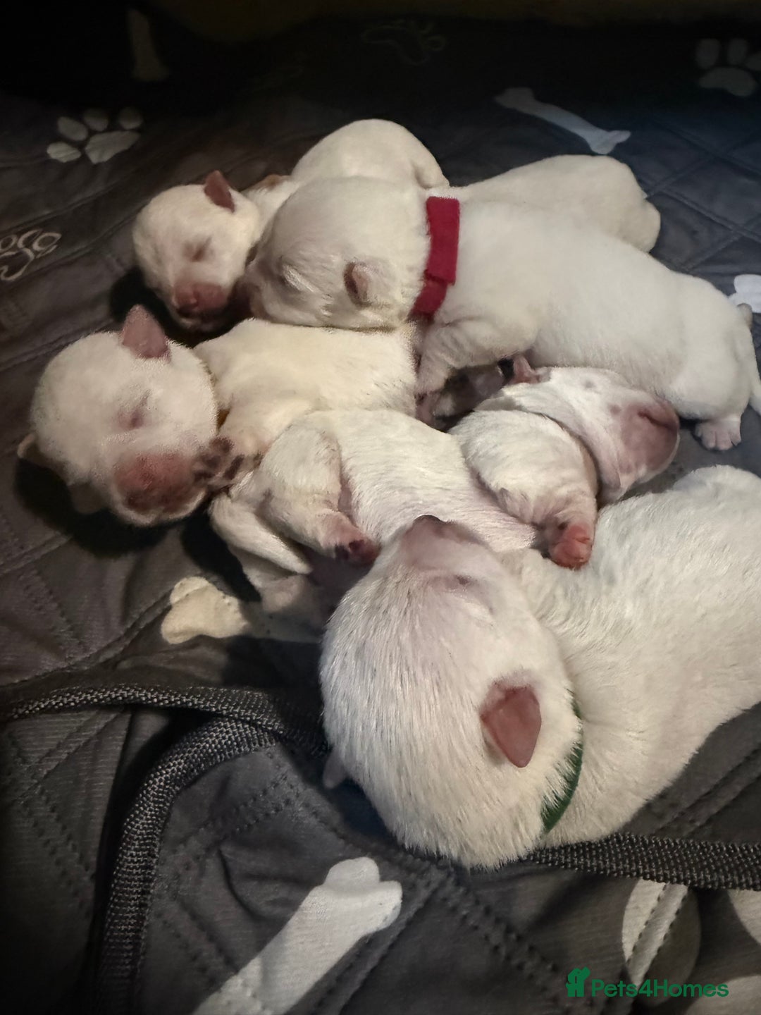 West Highland Terrier dogs for sale: Quality Westie Pups  - Image 4
