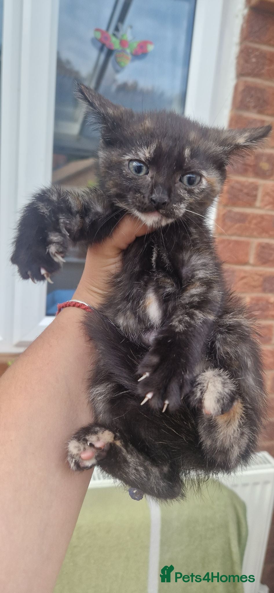 Mixed Breed cats 5 little kittens:1ginger male+1ginger girl+3 girls - Advert 2