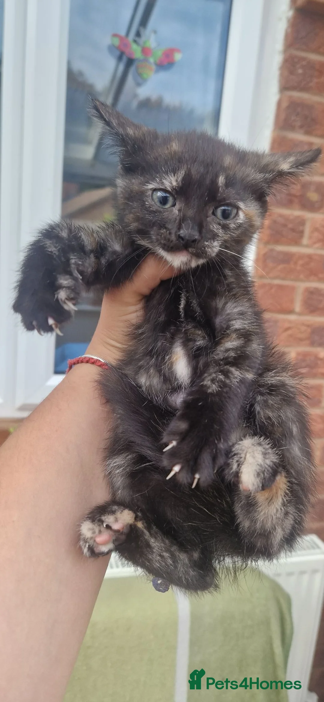 Mixed Breed cats for sale: 5 little kittens:1ginger male+1ginger girl+3 girls - Advert 2