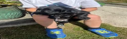Cocker Spaniel dogs for sale: Ready Now KC reg Working Cocker Spaniels - Advert 22
