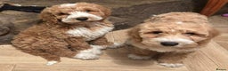 Australian Labradoodle dogs for sale: Australian Labradoodles for Sale - Advert 34