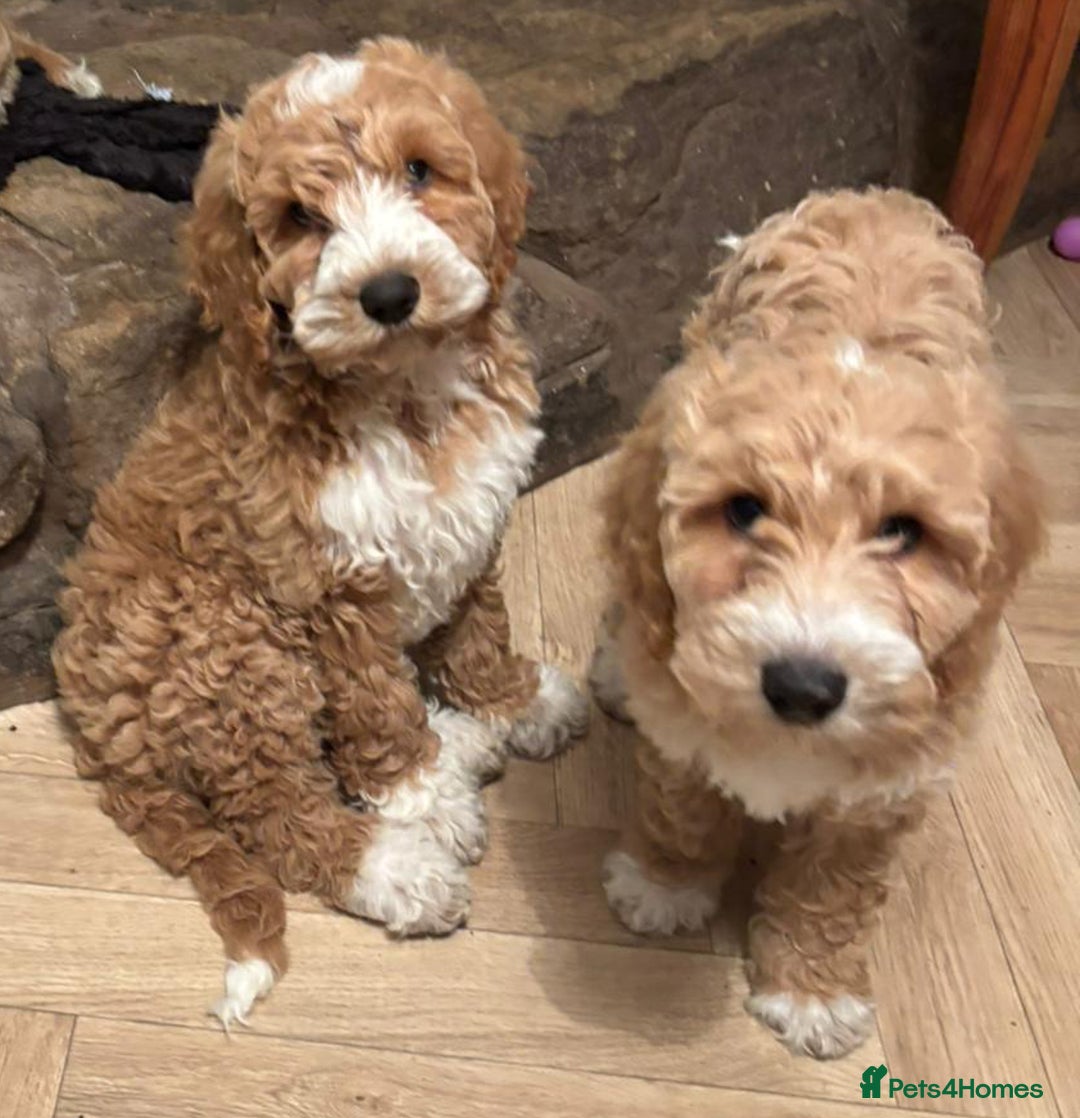 Australian Labradoodle dogs for sale: Australian Labradoodles for Sale - Advert 34