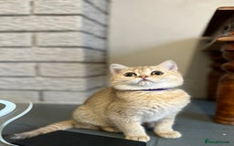 British Shorthair cats for sale: *READY NOW* TICA registered BSH kittens - Image 10