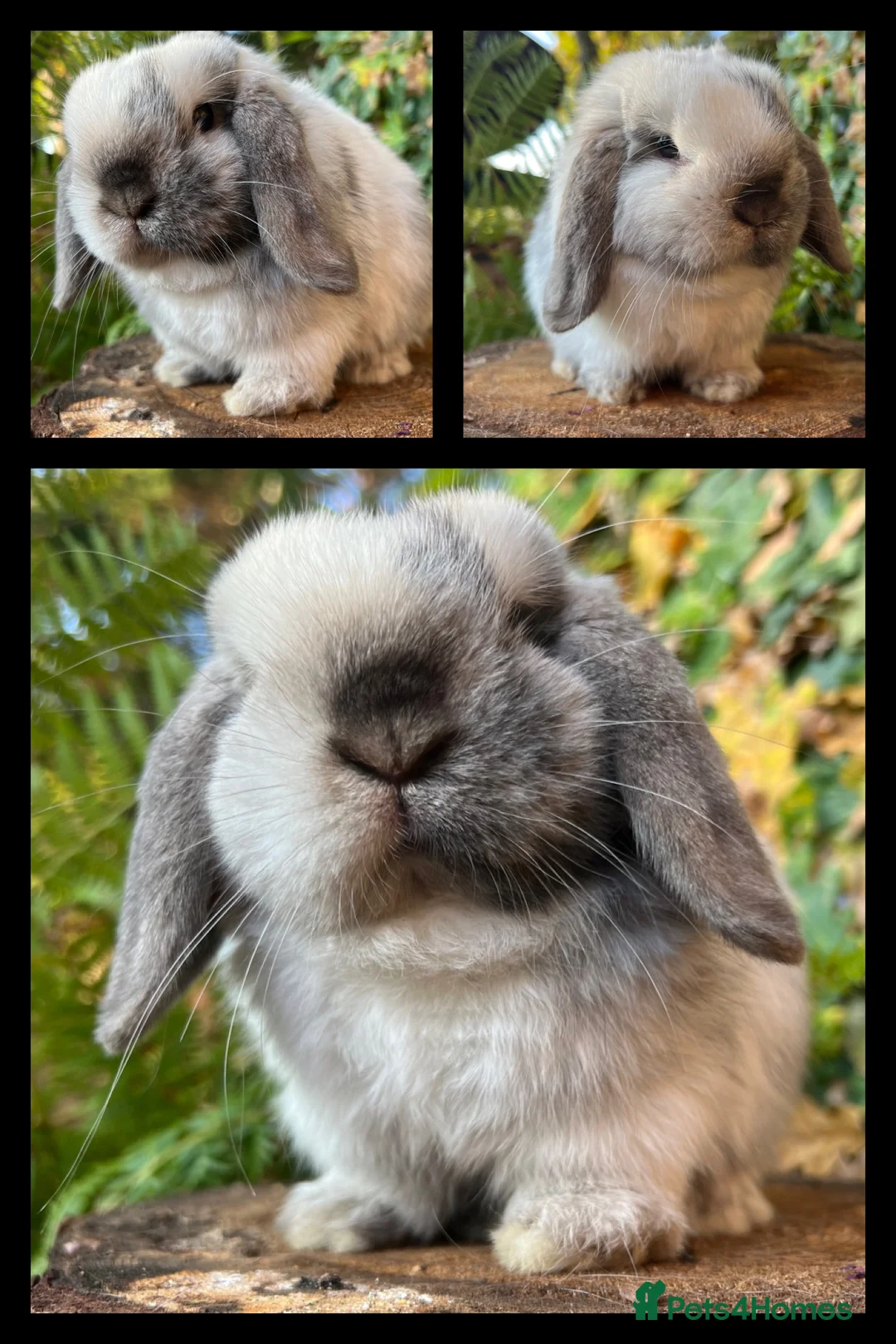 Mini Lop rabbits for sale: Mini Lop Rabbits Waitlist 2026 - Advert 9
