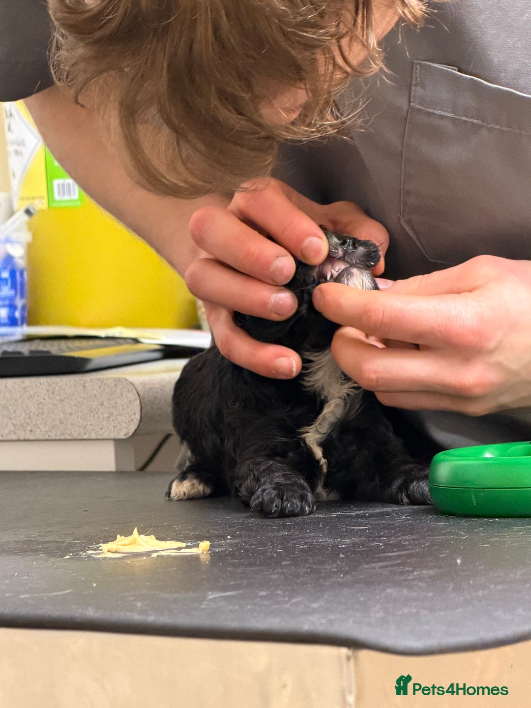 Cavapoo dogs for sale: Ready to leave! Top Class Cavapoo puppies.  - Advert 12