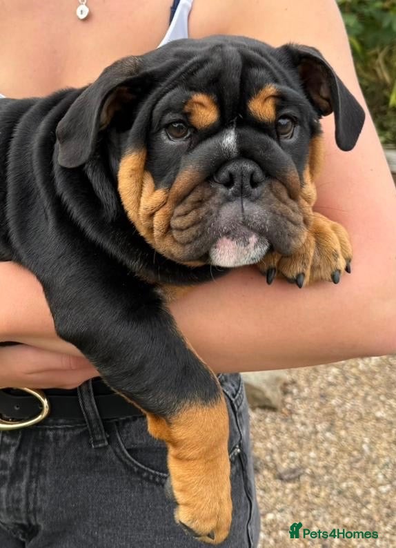 English Bulldog dogs  Beautiful kc reg English bulldog girl💕🐾  - Advert 2