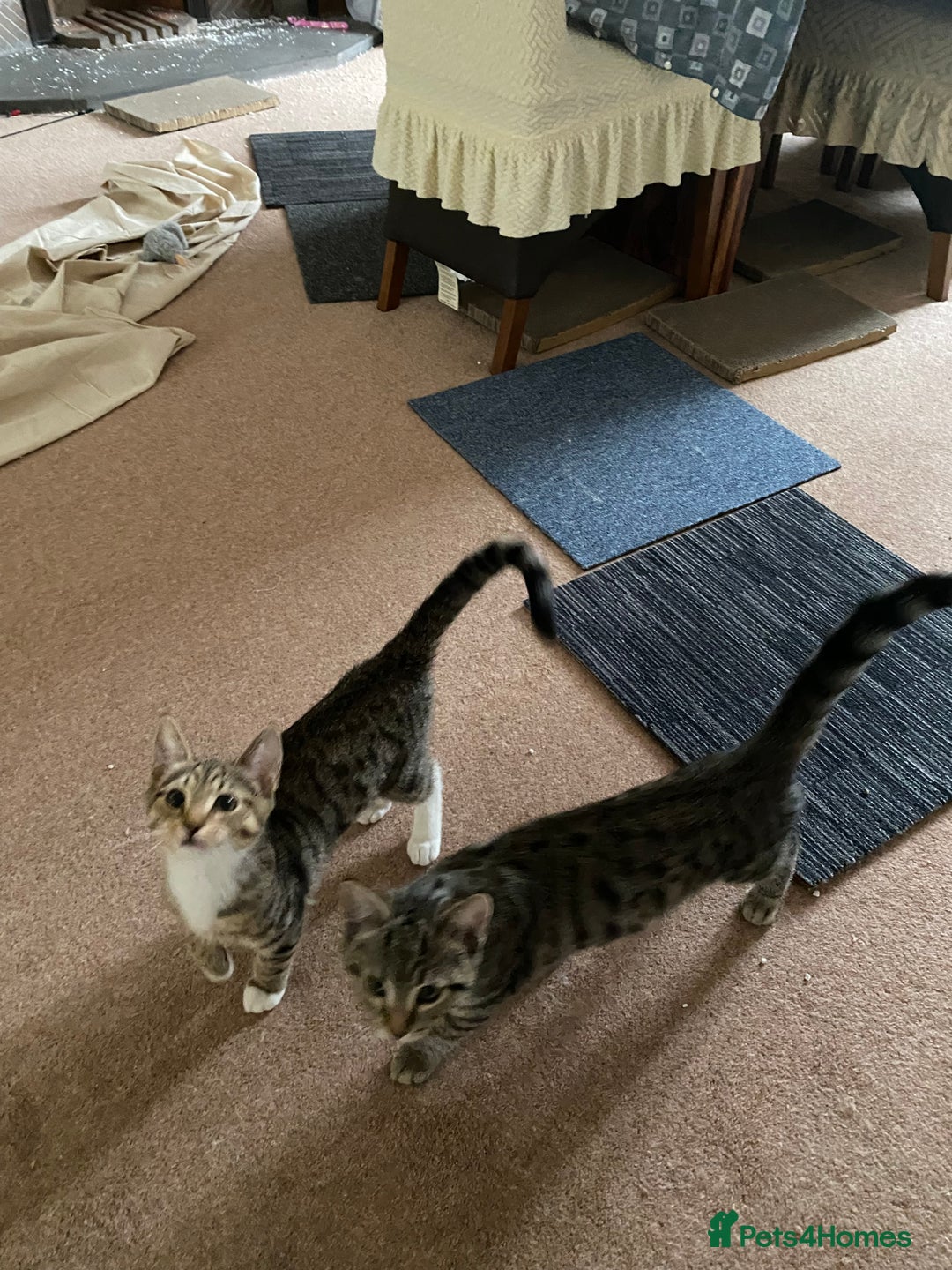 Domestic Shorthair cats for sale: Gorgeous tabby’s ready for good home.. - Advert 3