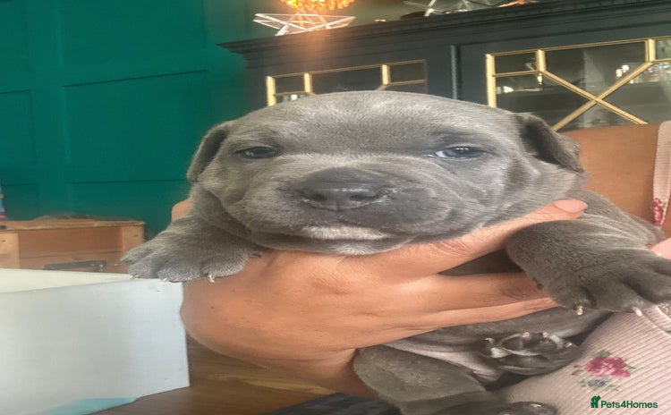 Staffordshire Bull Terrier dogs - Advert 7