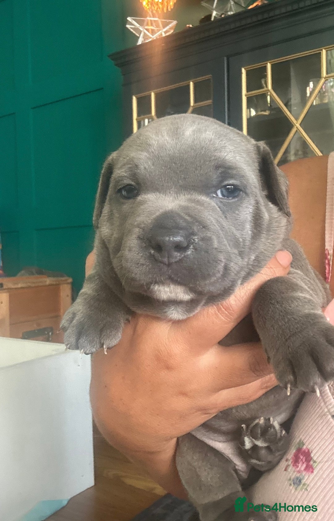 Staffordshire Bull Terrier dogs for sale: Blue and Merle girl Staffordshire Bull Terrier - Image 1
