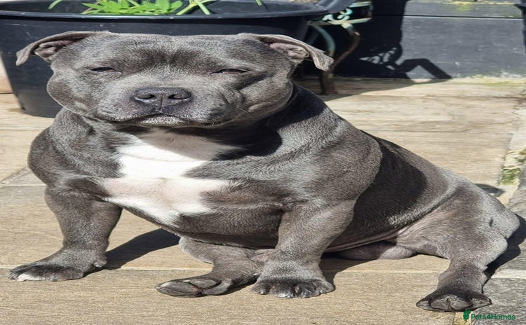 Staffordshire Bull Terrier dogs in Ilford - Advert 5