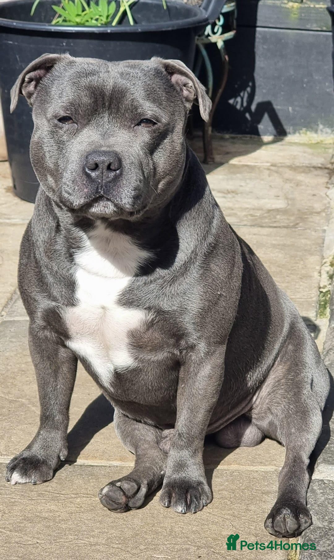 Staffordshire Bull Terrier dogs for stud: REZAVOIRES THE BLUE PRINCE,LICENSED,14 INCHES TALL in Ilford - Image 1
