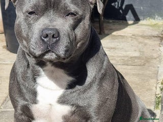 Staffordshire Bull Terrier dogs in Ilford - Advert 19