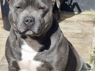 Staffordshire Bull Terrier dogs REZAVOIRES THE BLUE PRINCE,LICENSED,14 INCHES TALL in Ilford - Advert 2