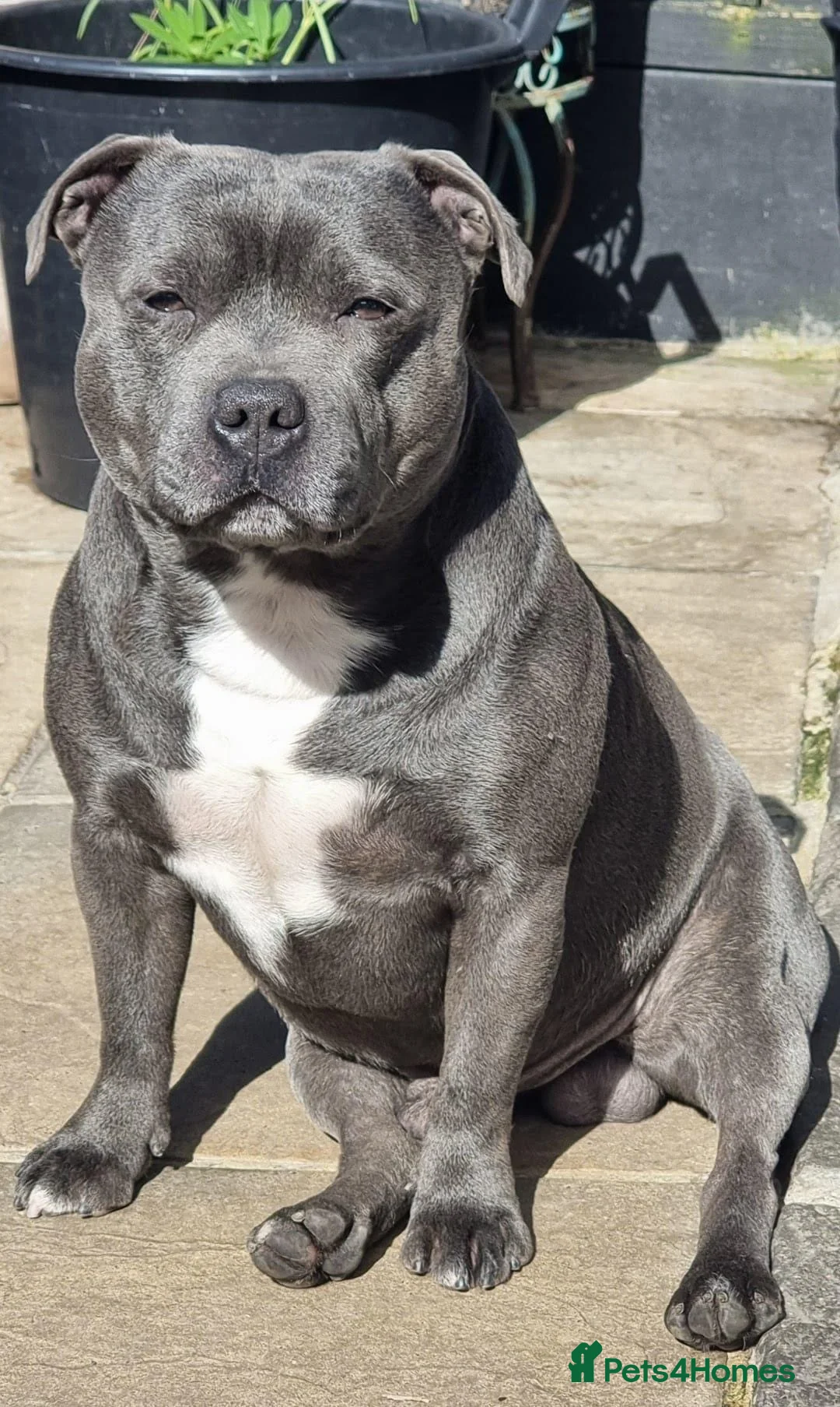 Staffordshire Bull Terrier dogs for stud: REZAVOIRES THE BLUE PRINCE,LICENSED,14 INCHES TALL in Ilford - Advert 1