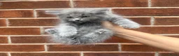 Ragdoll cats for sale: Ragdoll Kittens  - Advert 36