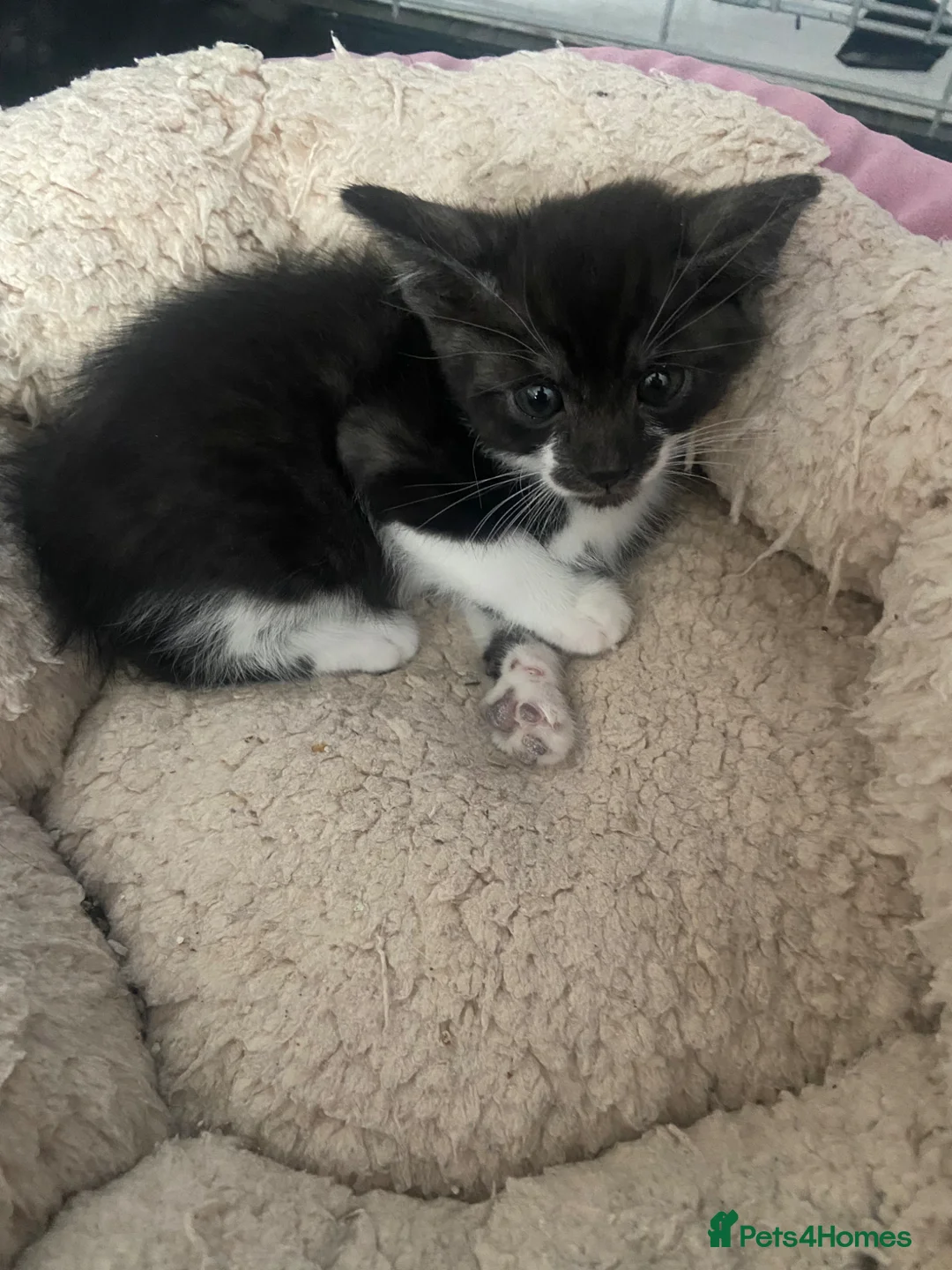 Bombay cats for sale: 2 beautiful female kittens - Advert 3