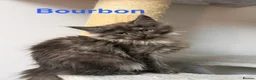 Maine Coon cats for sale: Stunning Pedigree Maine Coon Kittens for Sale - Advert 18