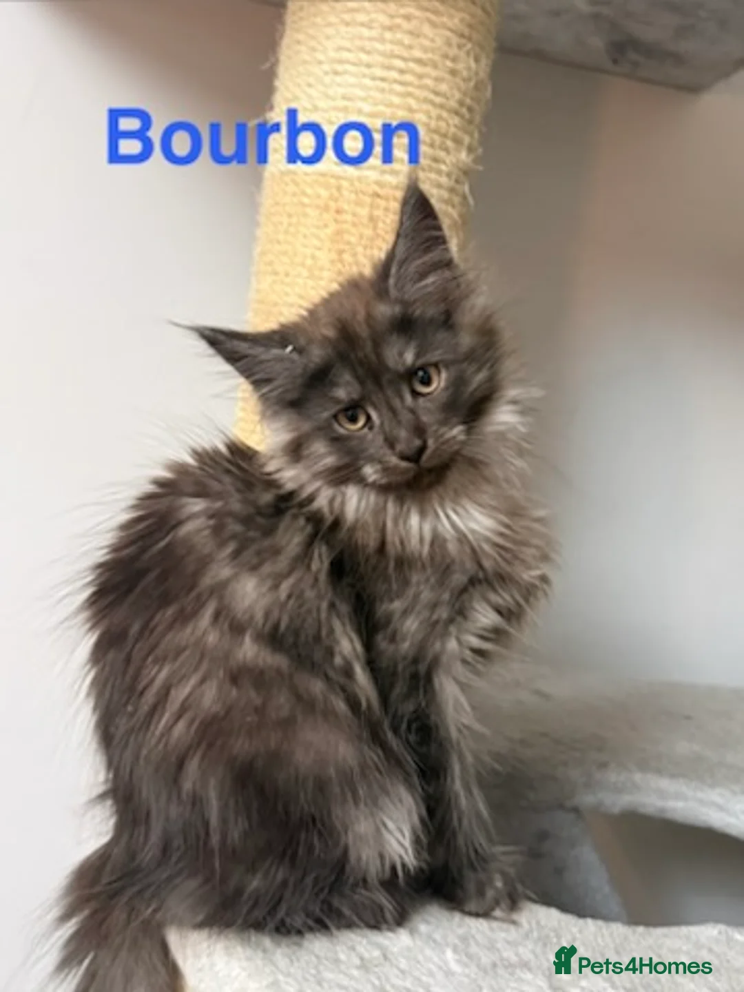 Maine Coon cats for sale: Stunning Pedigree Maine Coon Kittens for Sale - Advert 18