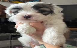 Maltese dogs for sale: Beautiful Maltese cross puppies for sale - Image 1