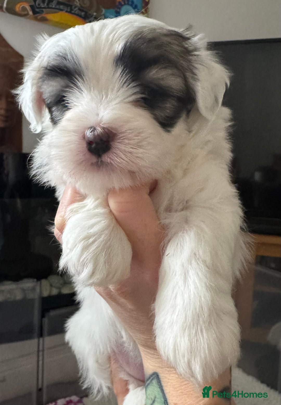 Maltese dogs for sale: Beautiful Maltese cross puppies for sale - Image 1