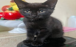 Domestic Shorthair cats for sale: Beautiful Kittens for sale - Image 5