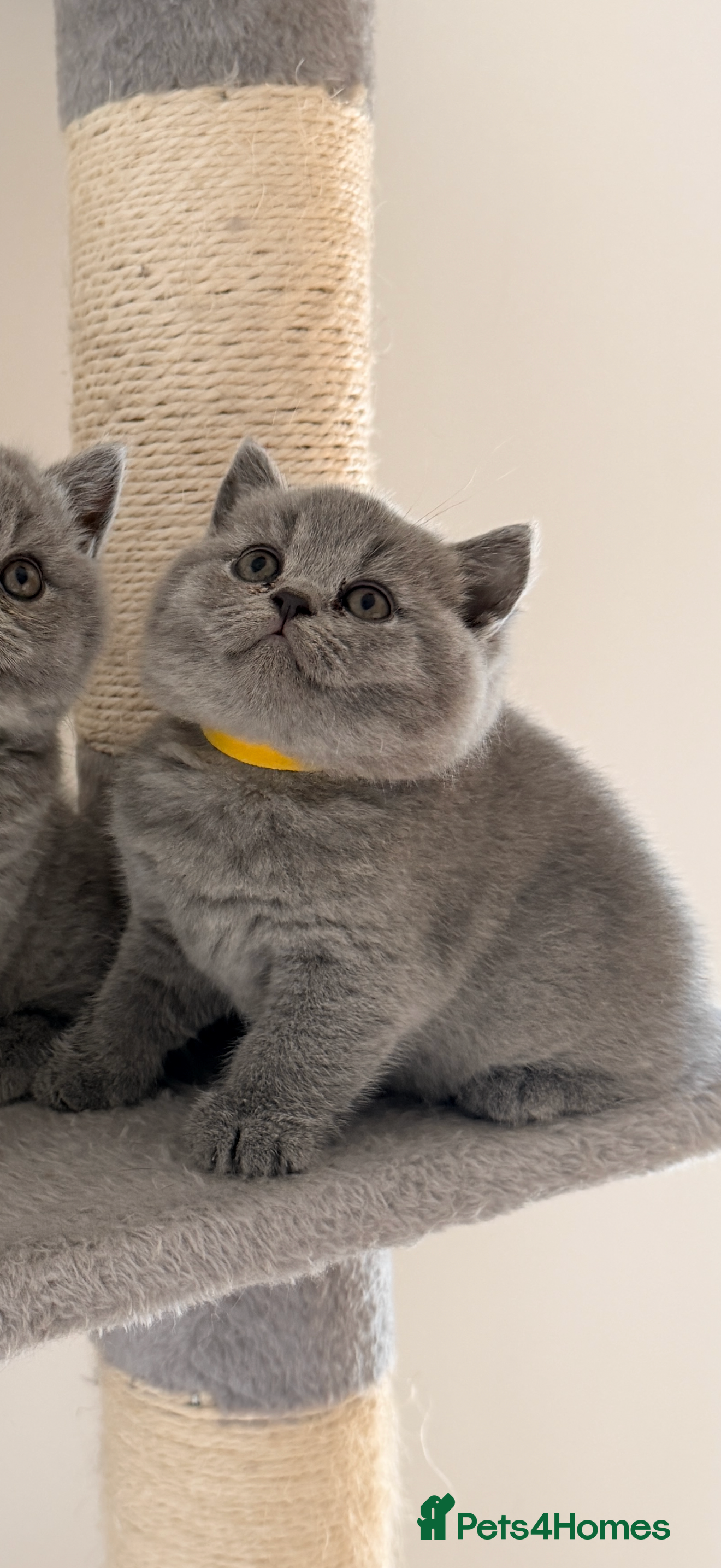 British Shorthair cats 👑 Stunning British Shorthair Kittens with GCCF 🐾 - Advert 2