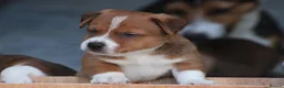 Jack Russell dogs for sale: *** 5 stunning puppies available *** - Advert 14