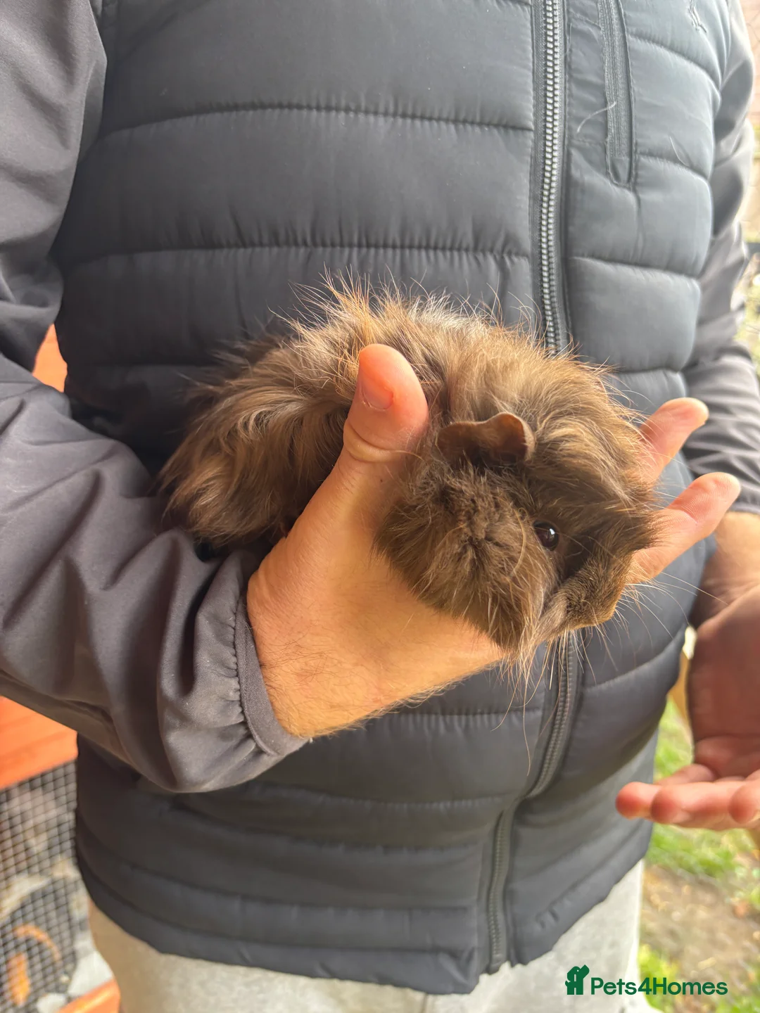 Guinea Pig rodents for sale: Male guinea pigs  - Advert 3