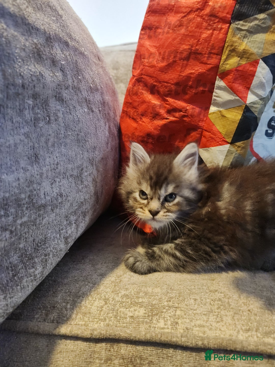 Maine Coon cats for sale: Pure Maine coon kittens - Advert 5