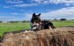 Border Collie dogs for stud: *STUD* Merlin - Image 2